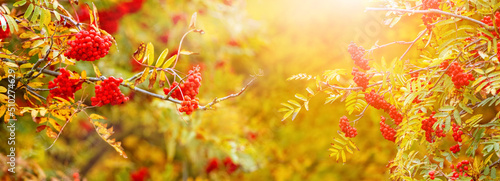 Autumn background: ripe red rowan berries on a tree in sunny weather in warm pastel colors