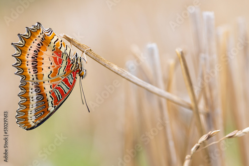 Colorful tropical red lacewing butterfly standing in a field