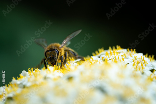 European honey bee (Apis mellifera) on an yellow flower. Macro photo of the specie with focus on the head.