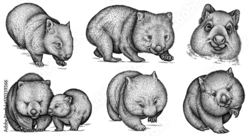 black and white engrave isolated wombat set illustration