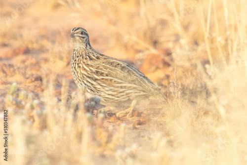 Wild stubble quail (Coturnix pectoralis) in gibber stone and grass habitat, South Australia