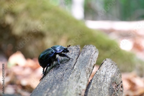 Close up of Anoplotrupes stercorosus, the dor beetle in the forest