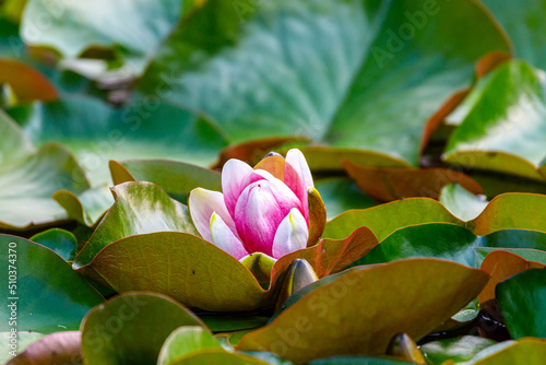 Blossoming fresh flower of pink water lily in the city pond.