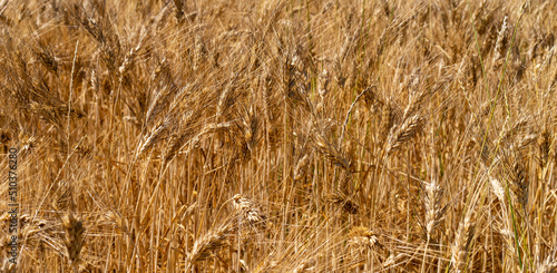campo coltivato a grano antico triticom dicoccum detto anche farro pianta della famiglia delle Poaceae utilizzato nell'alimentazione umana fin dal neolitico