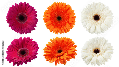 Gerbera, daisy flower, isolated on white background, clipping path, full depth of field