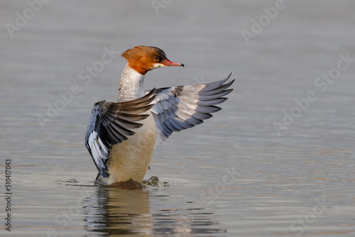  Goosander