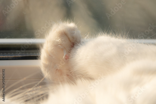 Close-up of cat paws with sunlight. Paws pads with white fur at sunset.