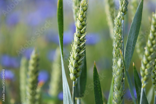 Zboże pszenica rośnie na polu na Ukrainie z którego będzie jedzenie. 