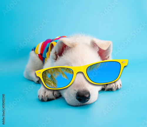 dog puppy in sunglasses studio portrait on isolated background