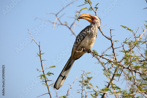 Südlicher Gelbschnabeltoko / Southern yellow-billed hornbill / Tockus leucomelas