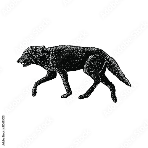 jackal hand drawing vector illustration isolated on background
