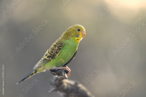 Wild budgerigar (Melopsittacus undulatus) perched on branch with backlighting, South Australia