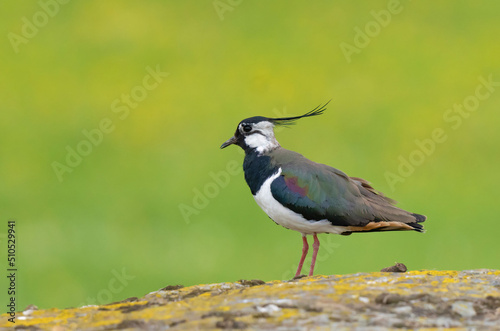 TOFSVIPA Northern lapwing (Vanellus vanellus)