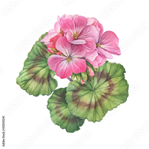 Pink flower of garden plant geranium (also known as storksbill, cranesbill). Watercolor hand drawn painting illustration isolated on a white background.