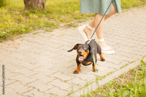woman walks with the dog on a leash in the park . dachshund are barking near a woman's feet