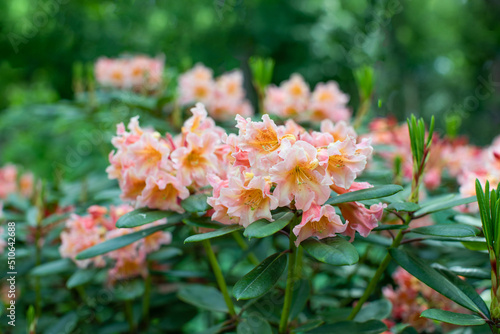 łososiowy rododendron w ogrodzie, rhododendron 