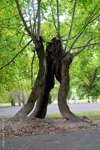 szkielet drzewa
