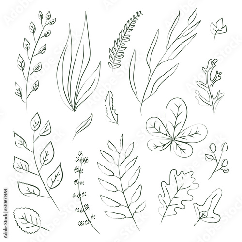 A collection of various branches with leaves drawn by hand, green contour lines on a white background. A set of elements of botanical design. Monochrome isolated floral vector illustration