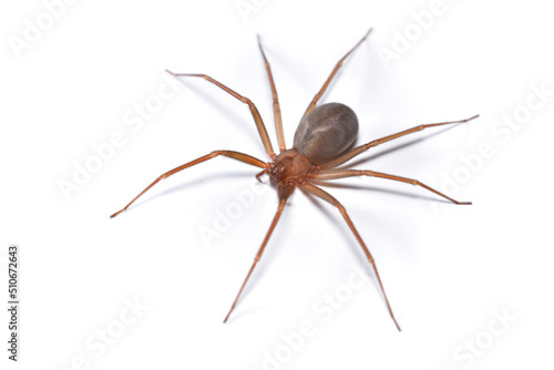 Closeup picture of a female of the Mediterranean recluse spider Loxosceles rufescens (Araneae: Sicariidae), a medically important spider with cytotoxic venom photographed on white background.