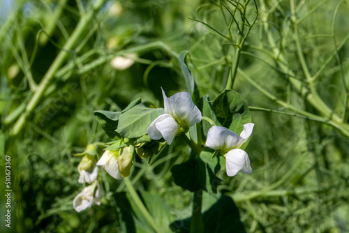 blooming peas on an agricultural field in the summer