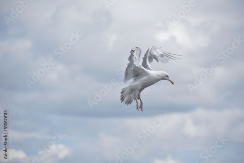 Mewa ptak niebo larum mergos sky oiseau mouette seagull
