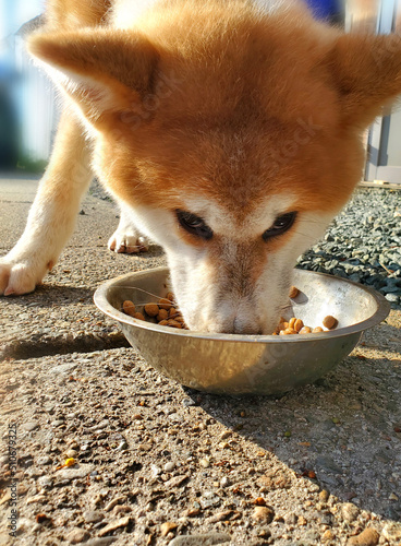 飼い主の視線が気になる、食事中の秋田犬