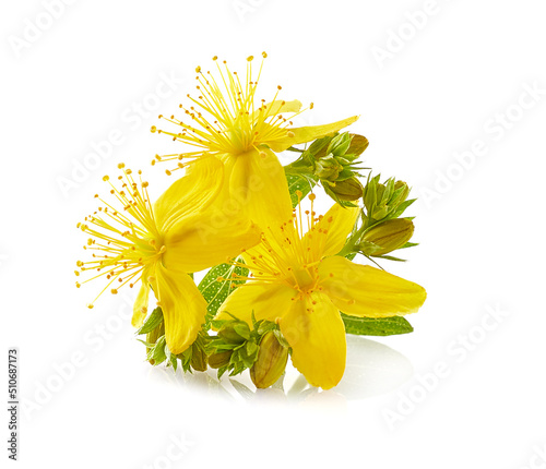 St john's wort plant on white background