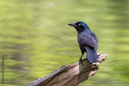 common grackle (Quiscalus quiscula)