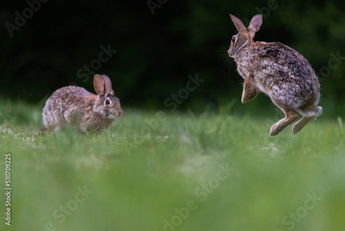 Two males eastern cottontail (Sylvilagus floridanus) fighting in spring