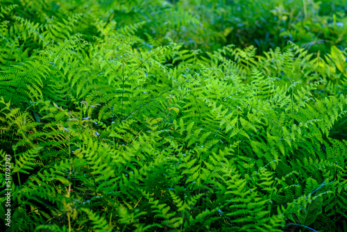 Detail of a field of ferns, a vascular seedless plant, in a rural area of Galicia (Spain)