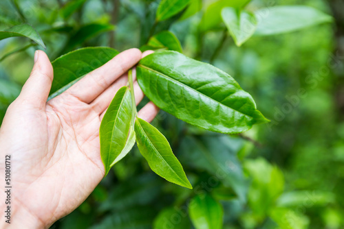 Assam tea leaves in girl hand over blurred tea garden, organic tea farming in north of Thailand, healthy fresh assam tea plant