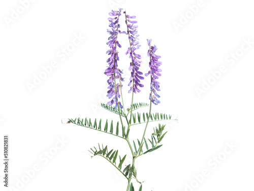 Purple flower of tufted vetch isolated on white