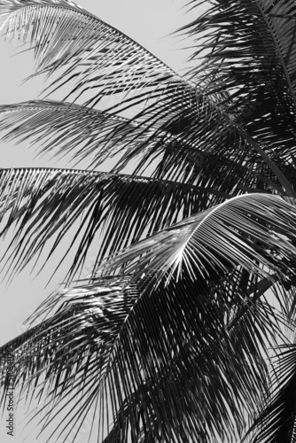 palm tree branches in black and white