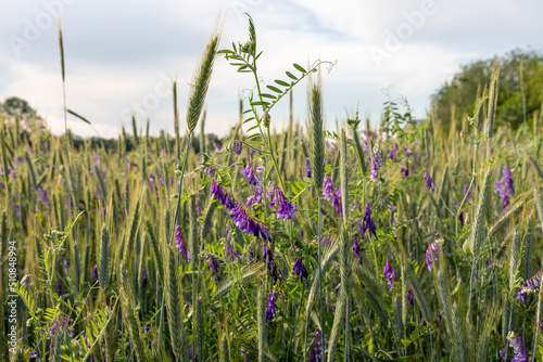 Co-cultivation of Green sprouts of young Vicia villosa and wheat on the experimental field