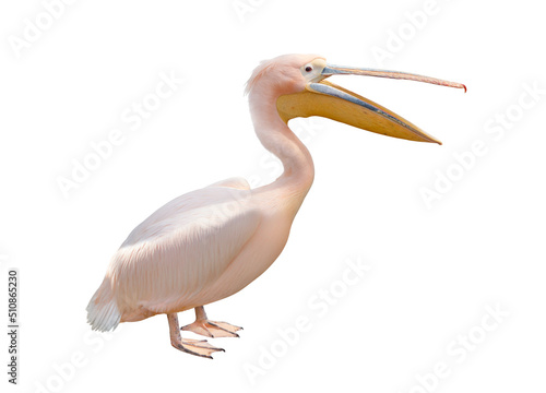 Pelican open beak isolated