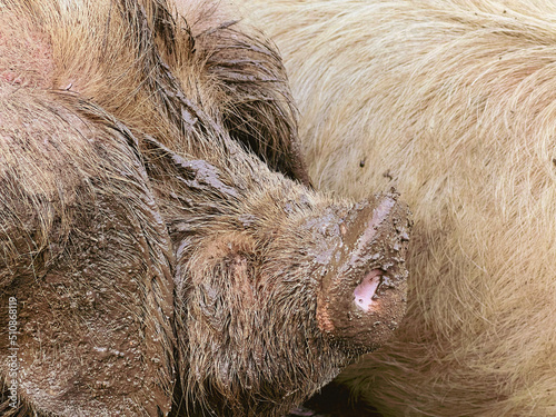 close-up portrait of a pig covered in mud. Only its snout is pink.