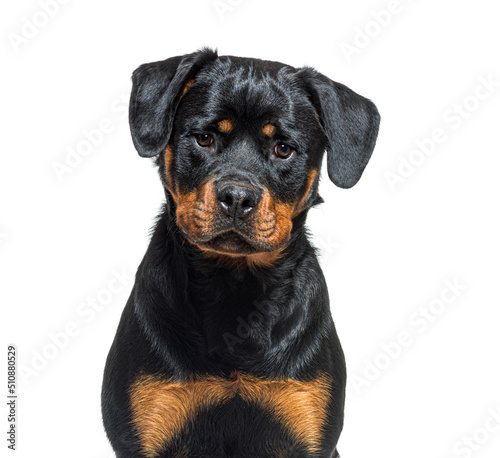 portrait of a Black and tan Young Rottweiler, isolated on white