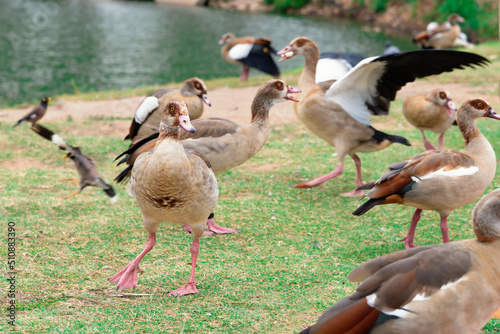 Group of nile gooses in motion in the national park of Ramat-Gan, Israel