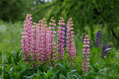 Pink and blue lupines bloom in the green garden