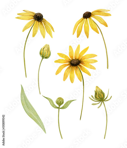 Set of rudbeckia flowers, buds and leaves. Watercolor elements isolated on white.