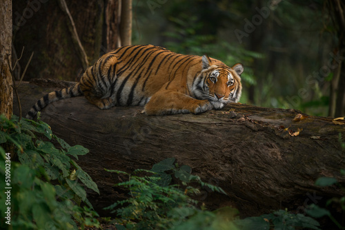 Wild tigress resting on a fallen tree trunk at Jim Corbett National Park, Uttarakhand, India