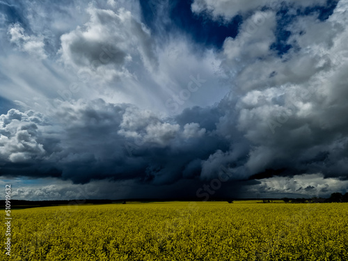 yellow rapeseed canola field and dramatic blue, white storm cloud. pattern, wallpaper, banner, cover, mockup, for your design, horizontal