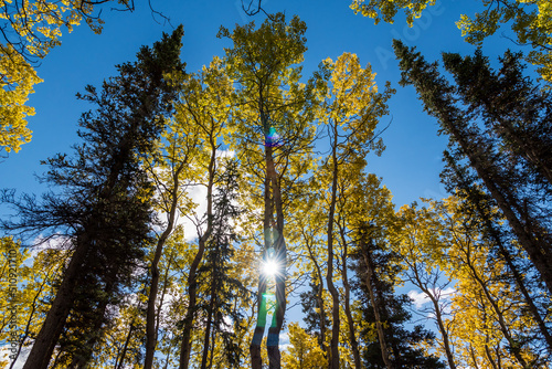 Fall in the boreal forest of Canada with yellow colored trees and blue sky background. Birch, spruce, pine trees. 