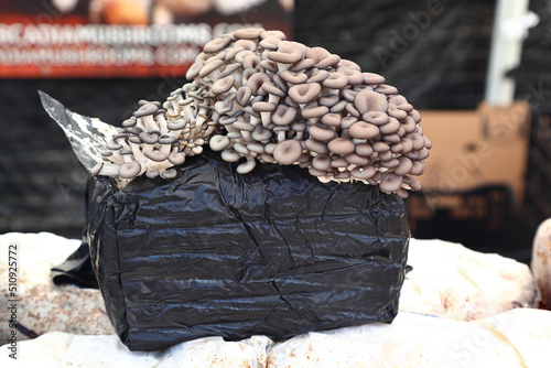 Oyster Mushroom Grow Kit being sold at a farmer's market