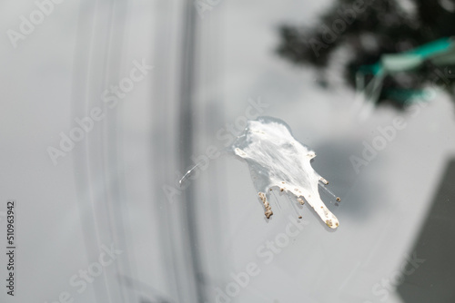 Bird droppings splash on car glass surface