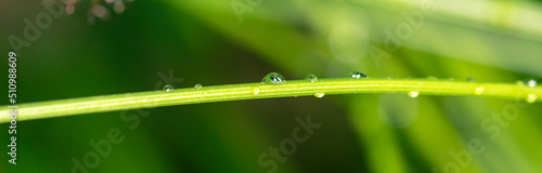 A dewdrop on a grass stalk close-up. Summer beautiful fresh background