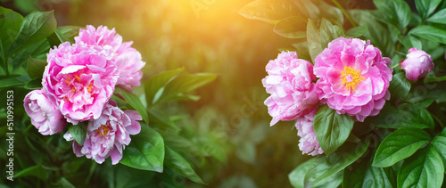 pąki różowej piwoni na tle zielonego ogrodu. Pink peony 