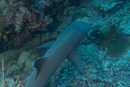 shark swimming at the tubbataha reef national park Philippines