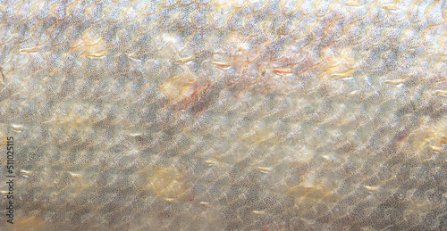 Scales on a pike fish as an abstract background.