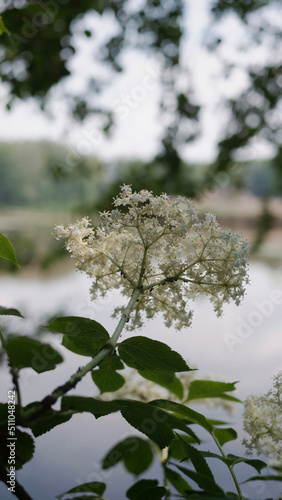 Bez czarny, dziki bez czarny (Sambucus nigra L.) 2